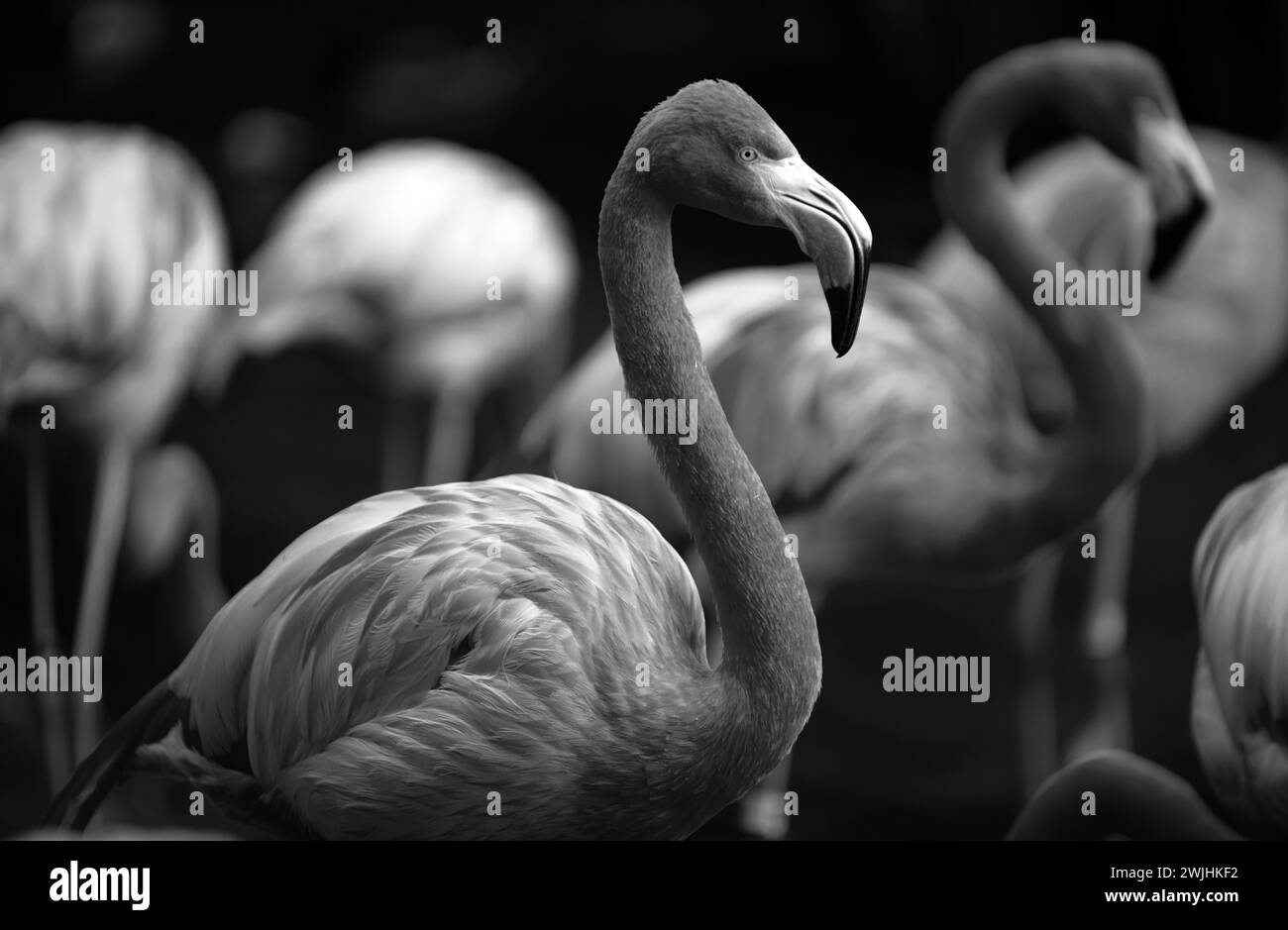 Greater flamingo, Phoenicopterus roseus. Colony of pink Flamingos grooming while wading in a pond. Stock Photo