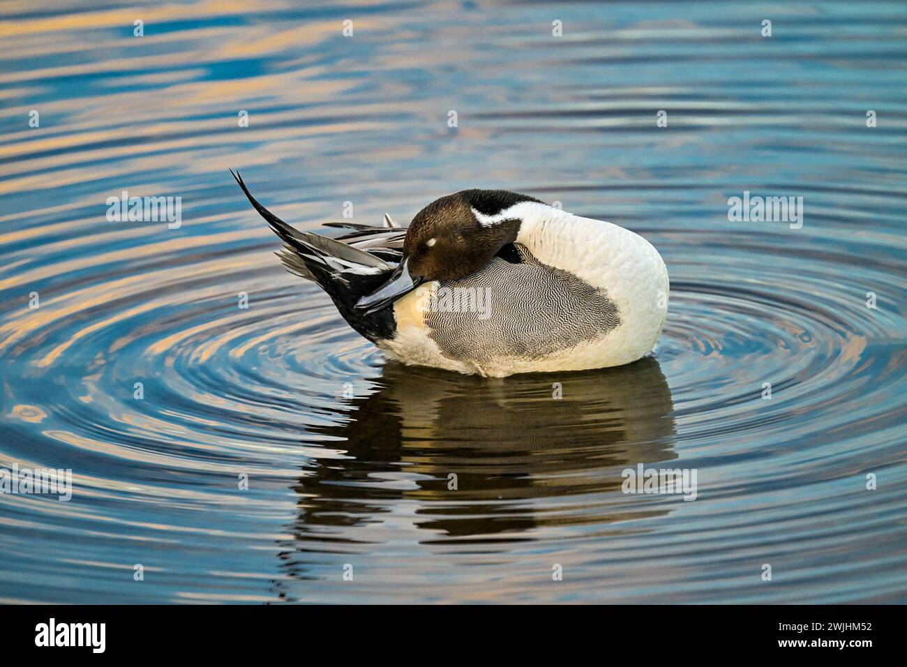 Northern Pintail duck preening Stock Photo