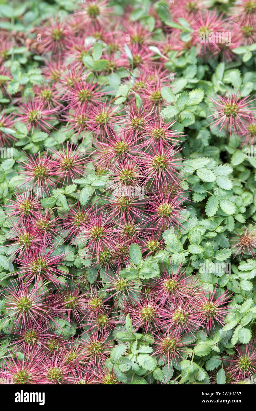 Nutsedge hires stock photography and images Alamy