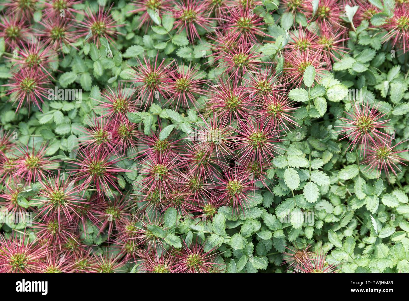 Nutsedge hires stock photography and images Alamy