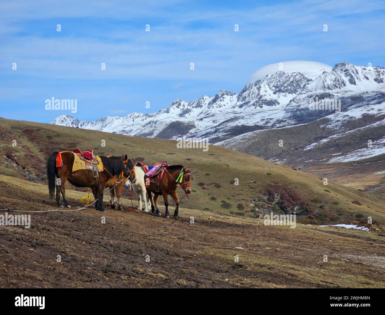 Some horses with backpacks trekking through mountains Stock Photo