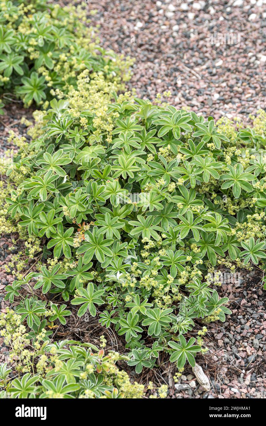 Alpine lady's-mantle (Alchemilla alpina) Stock Photo