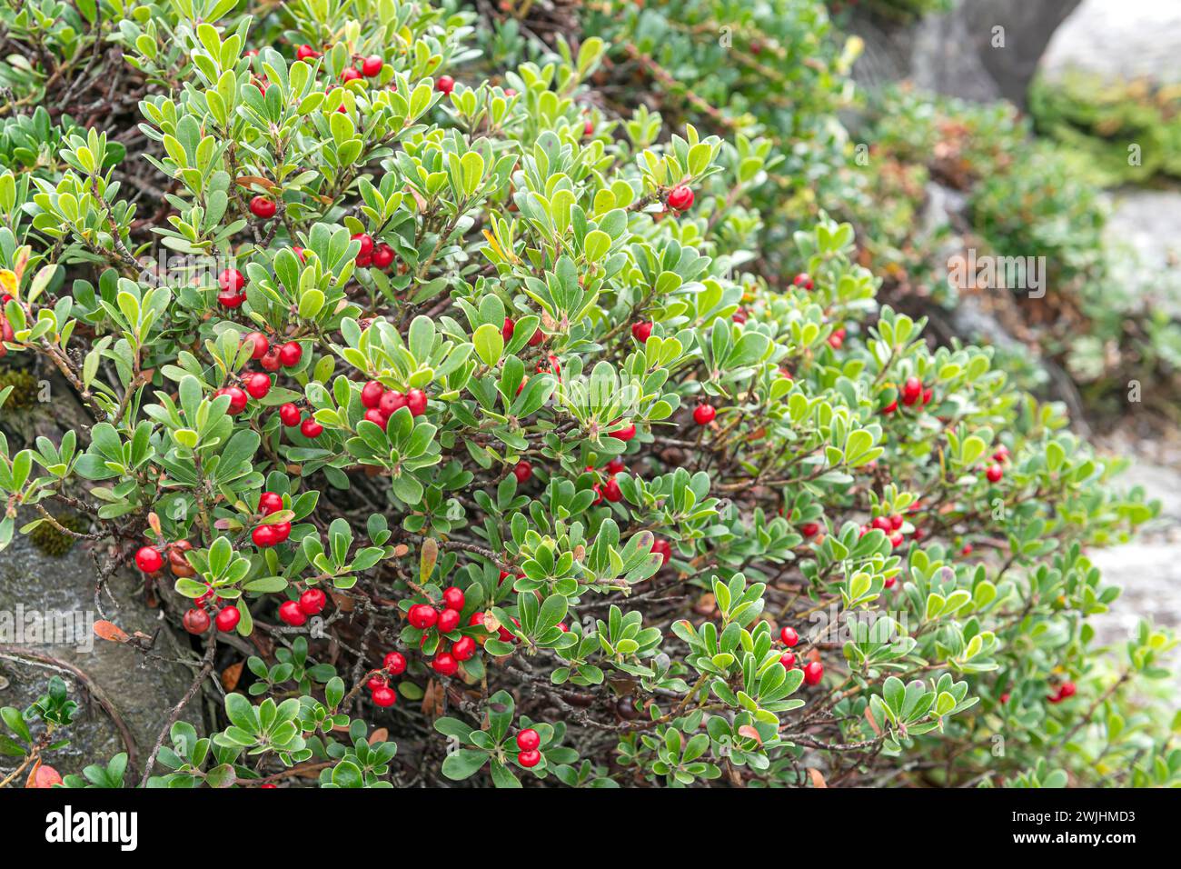 Kinnikinnick (Arctostaphylos uva ursi Stock Photo Alamy