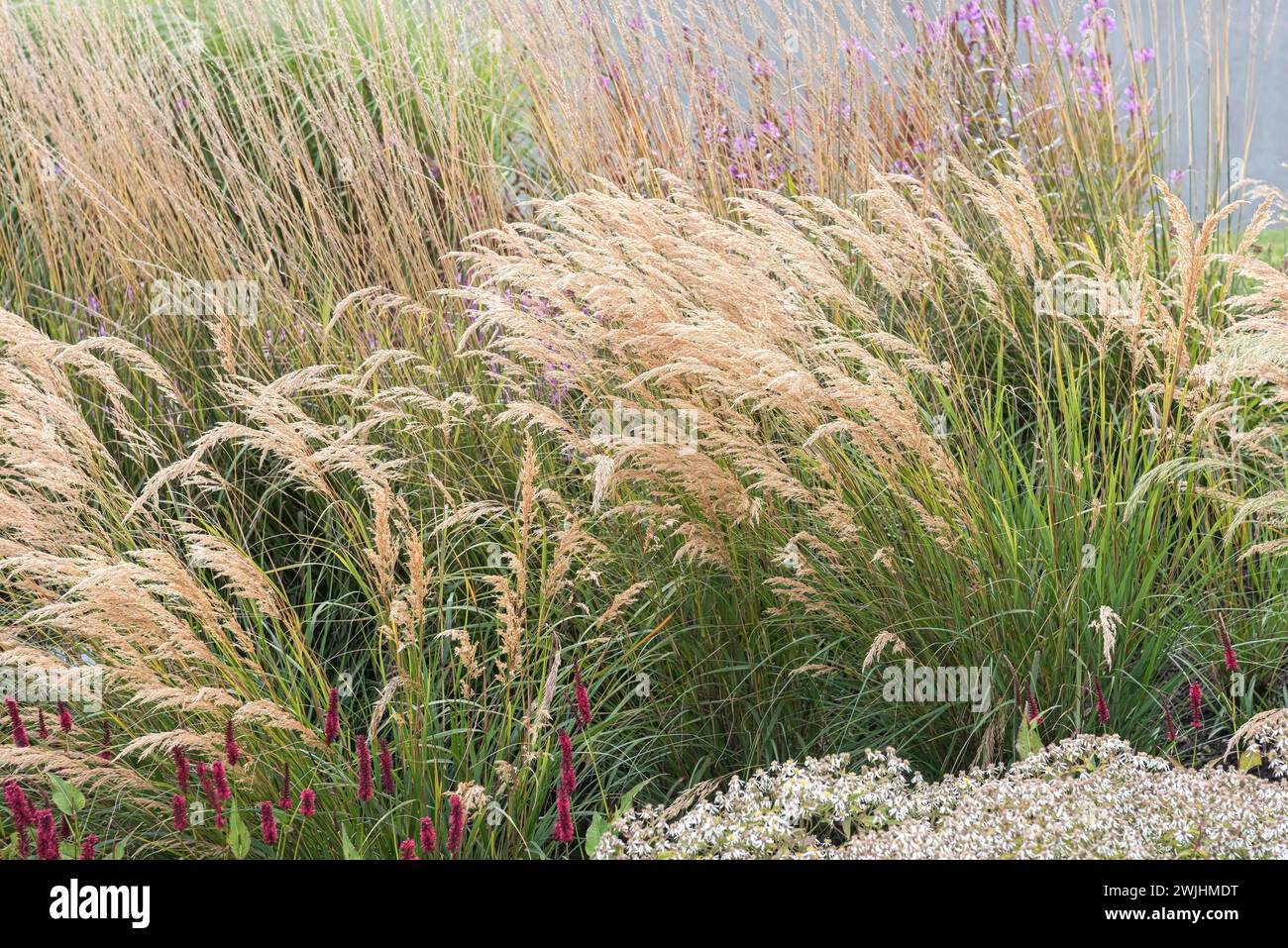 Silver ear grass (Achnatherum calamagrostis 'Algaeu') Stock Photo