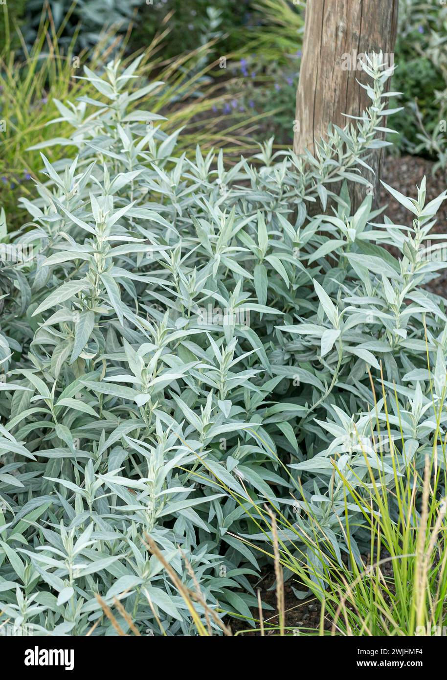 Silvery mugwort (Artemisia ludoviciana var. latiloba) Stock Photo