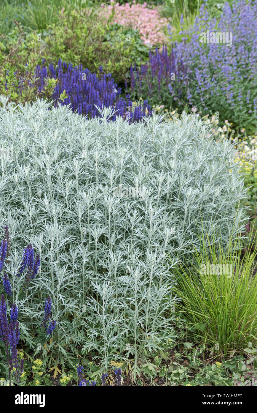 Silver mugwort (Artemisia ludoviciana 'Silver Queen') Stock Photo