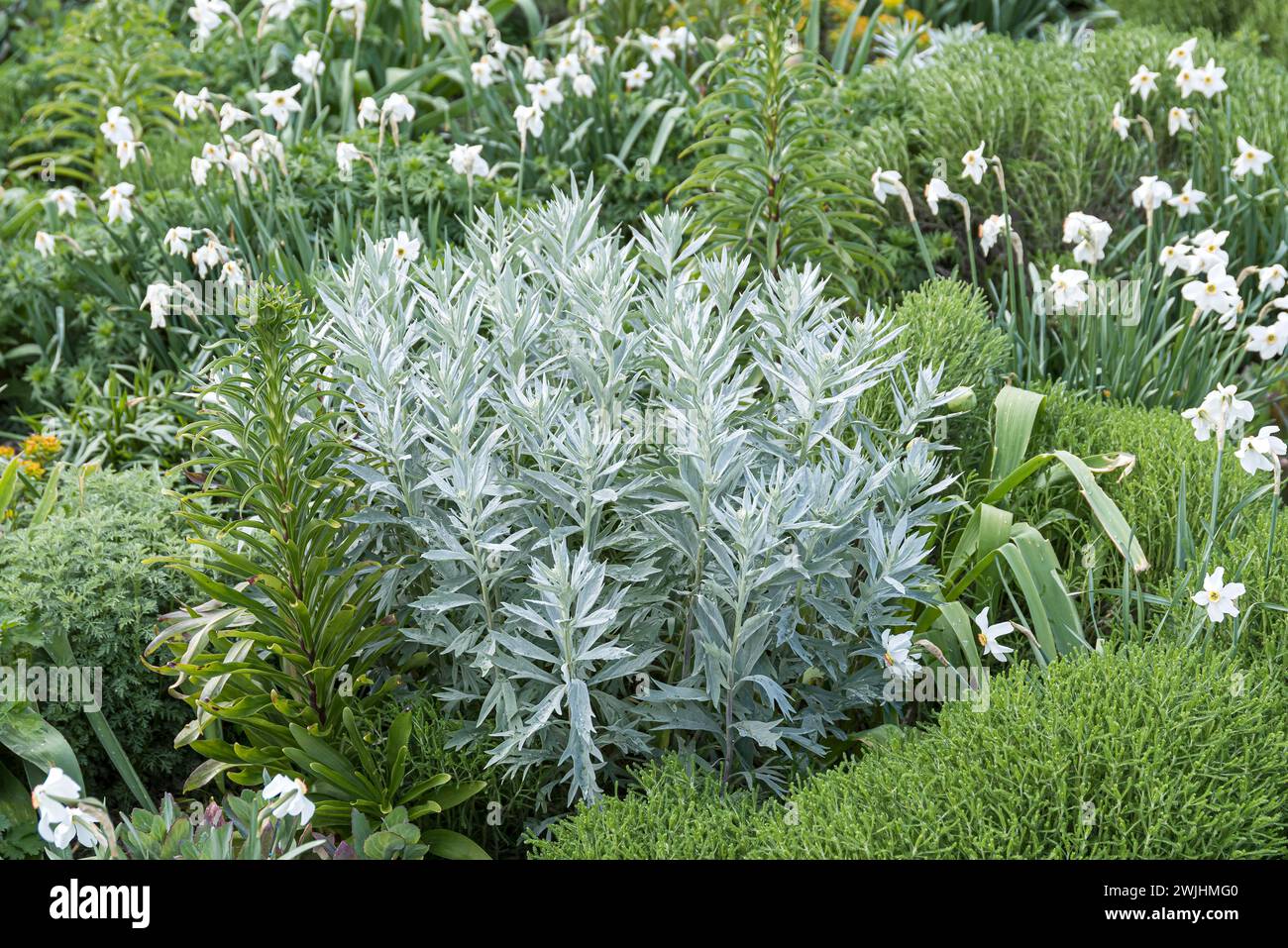 Silver rue (Artemisia ludoviciana 'Valerie Finnis'), mixed perennial planting Stribrna Vonicka Stock Photo
