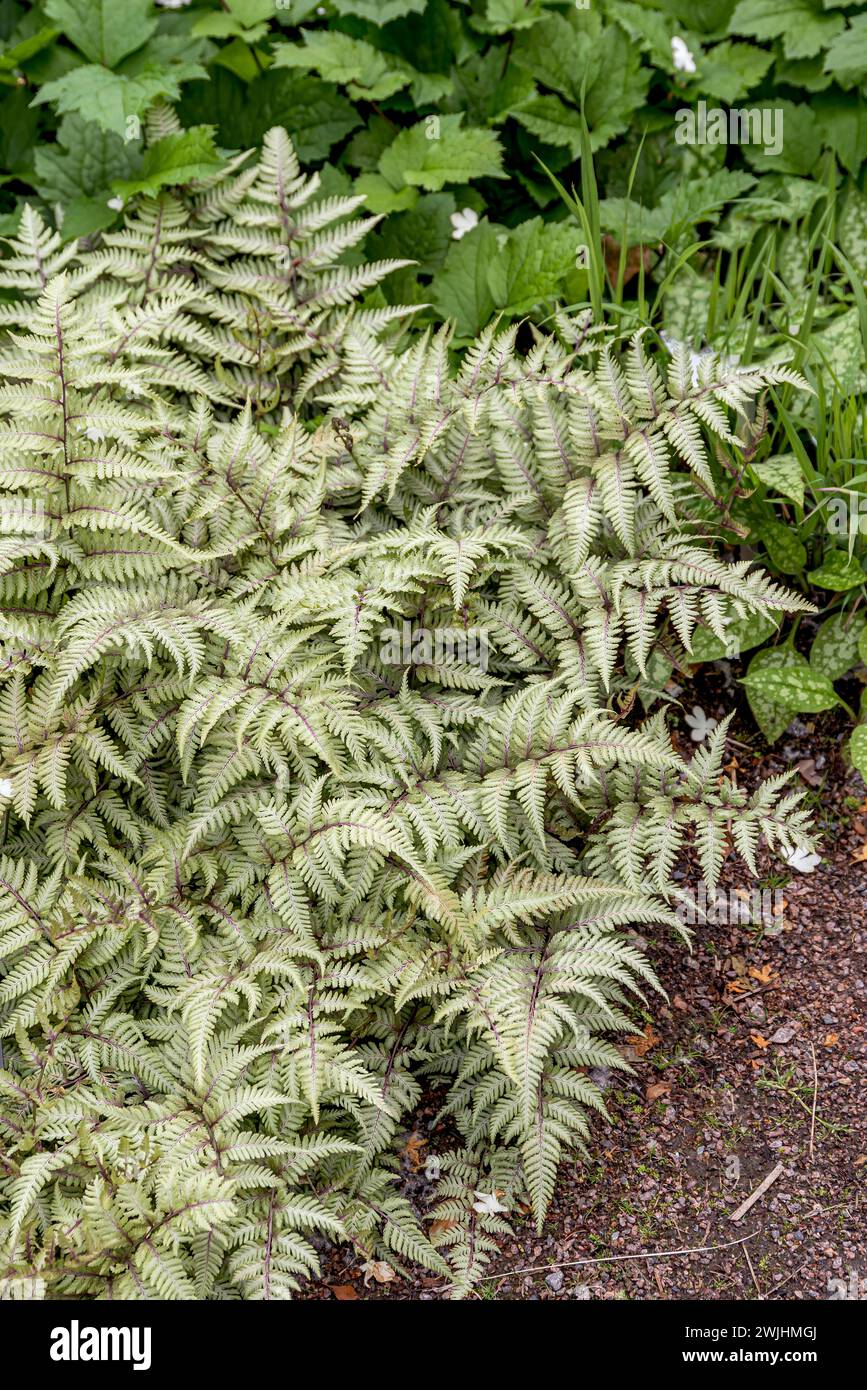 Japanese rainbow fern (Athyrium niponicum var. pictum Stock Photo - Alamy