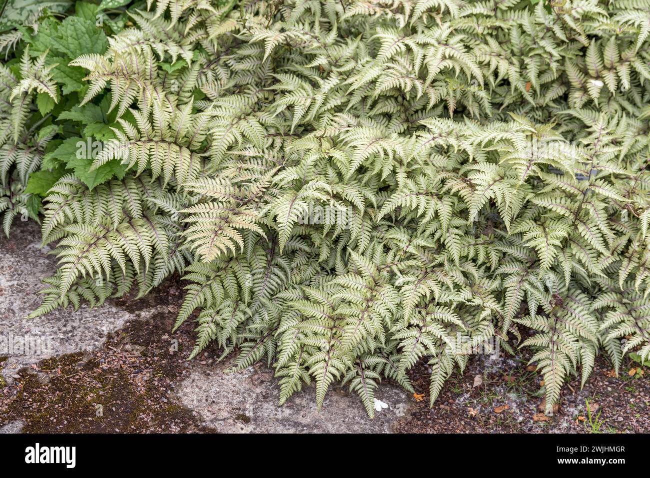 Japanese rainbow fern (Athyrium niponicum var. pictum) Stock Photo