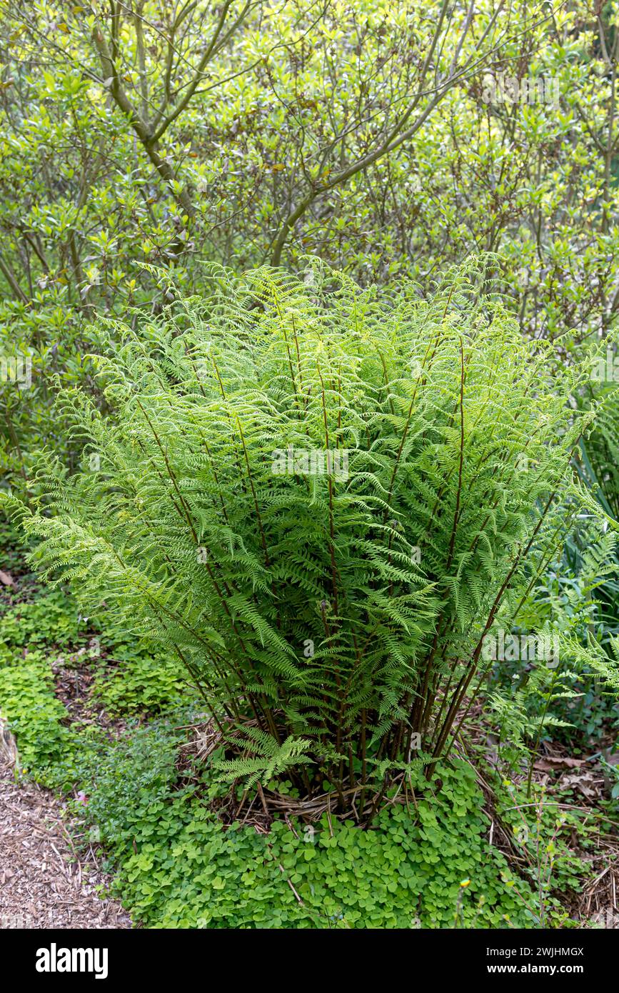 Wood fern (Athyrium filix-femina) Stock Photo