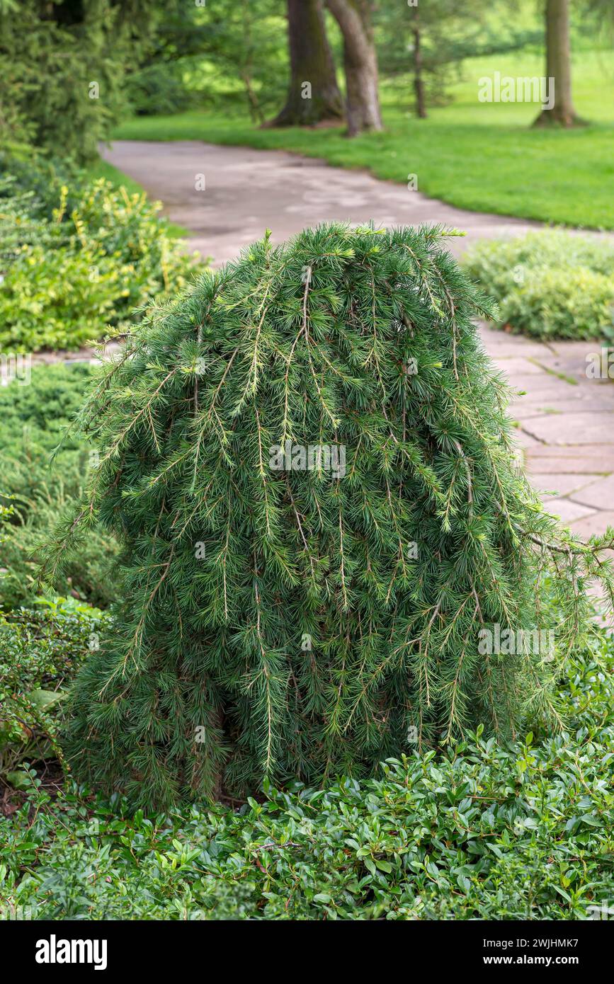 Cedar of Lebanon (Cedrus libani 'Sargentii') Stock Photo