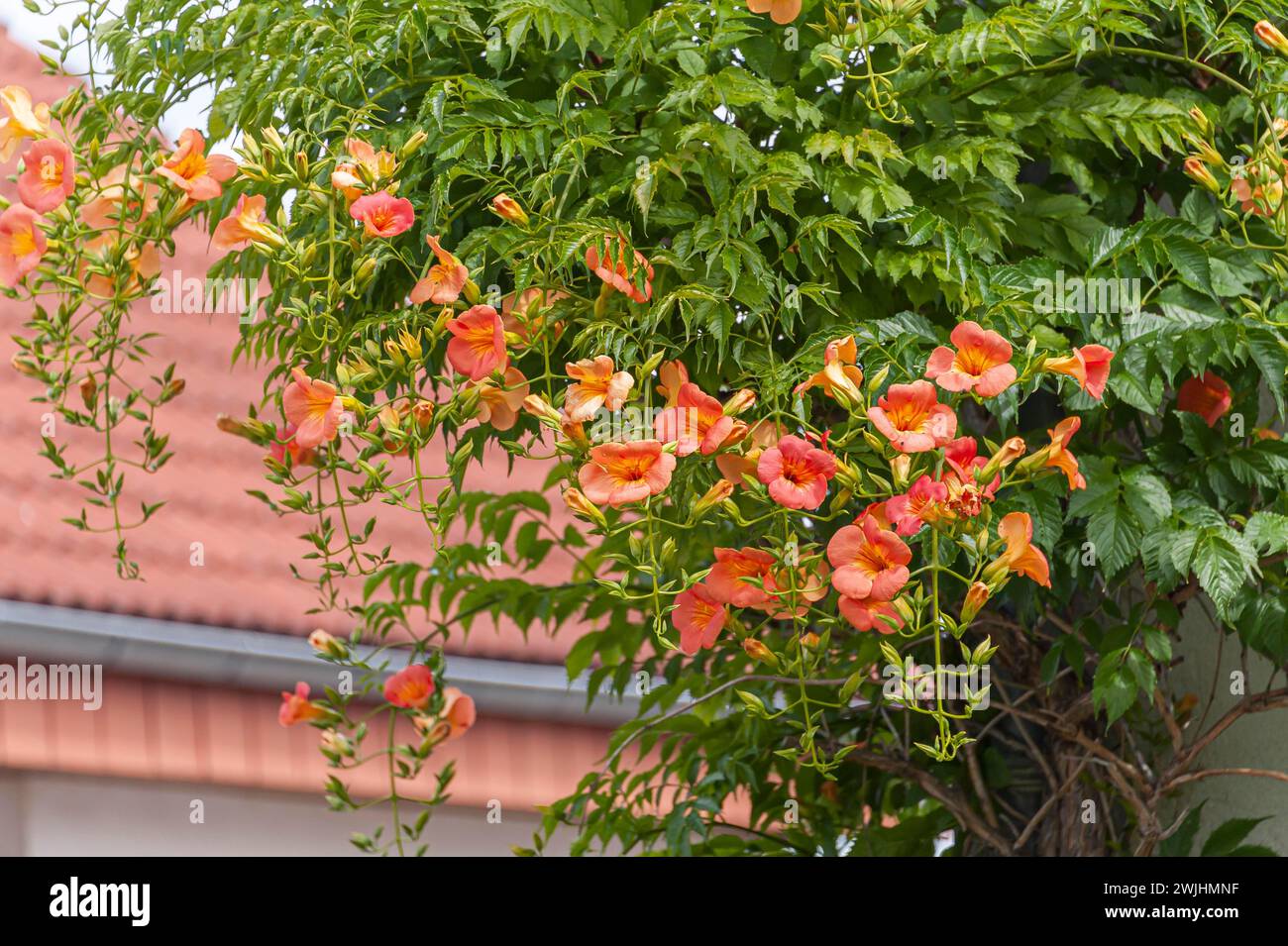 Chinese trumpet bindweed (Campsis grandiflora) Stock Photo