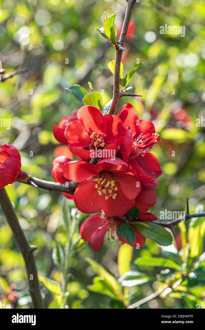 Ornamental quince (Chaenomeles x superba 'Crimson and Gold') Stock Photo