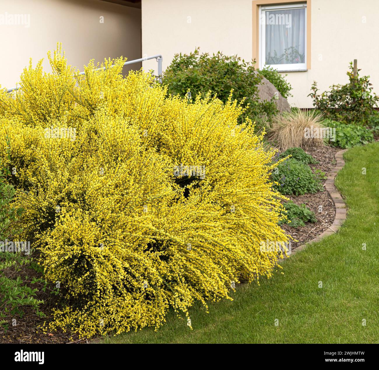 Cytisus x praecox 'allgold' | broom hi-res stock photography and images -  Alamy