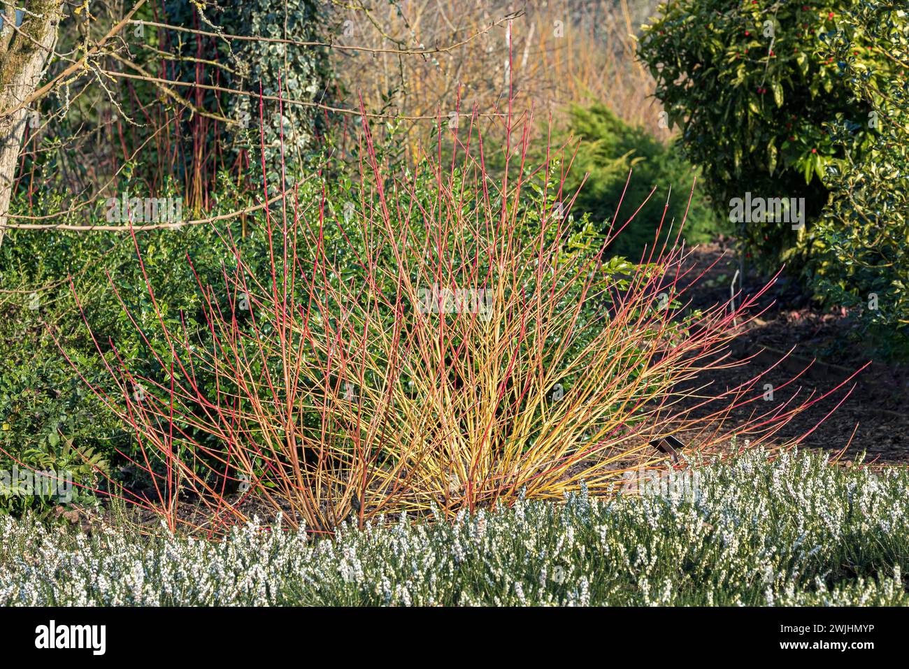 Red dogwood (Cornus sanguinea 'Winter Beauty'), (Erica) Stock Photo