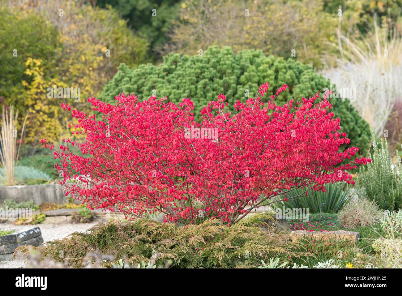 Winged spindle bush (Euonymus alatus Stock Photo Alamy