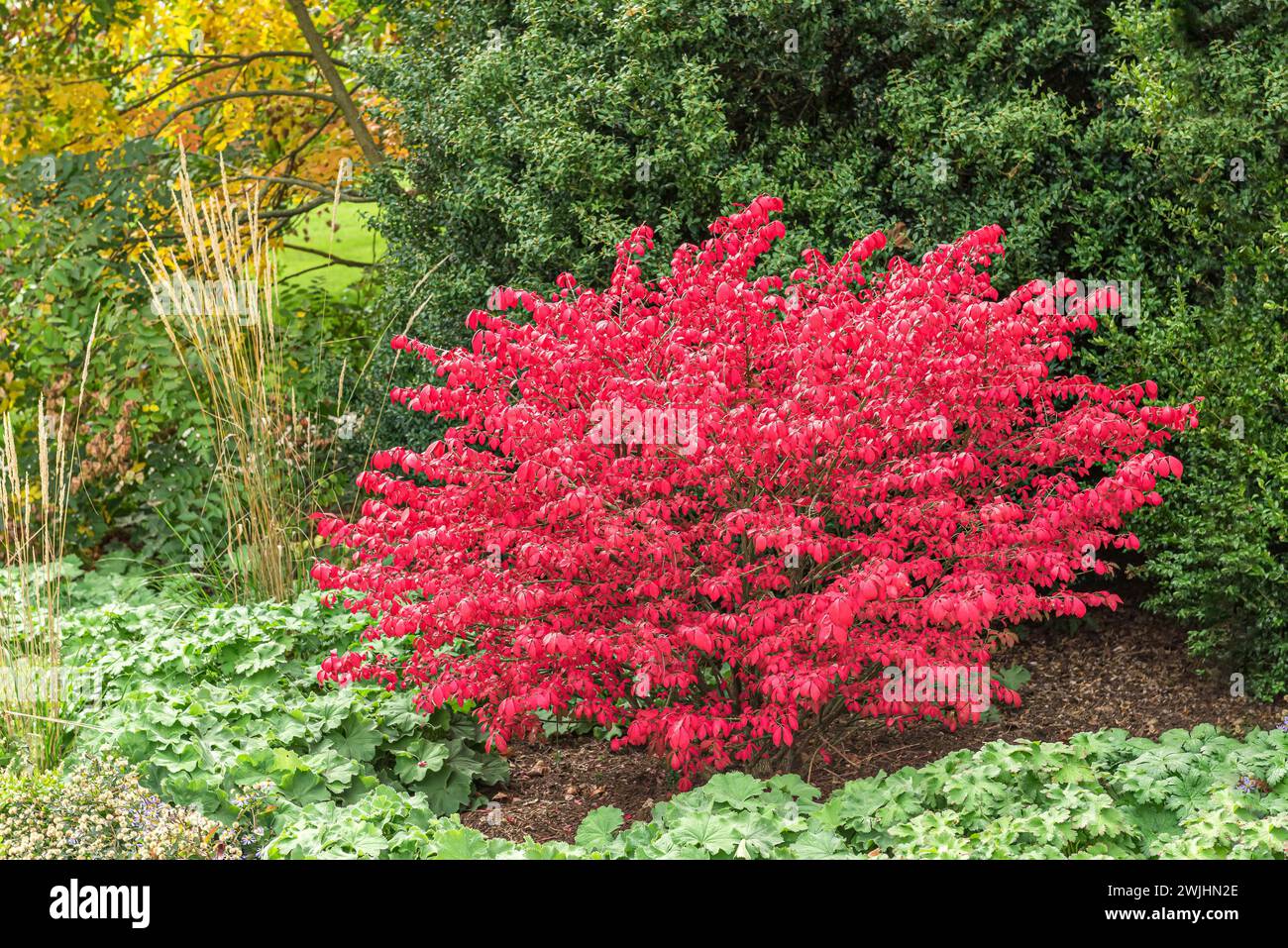Winged spindle bush (Euonymus alatus Stock Photo Alamy
