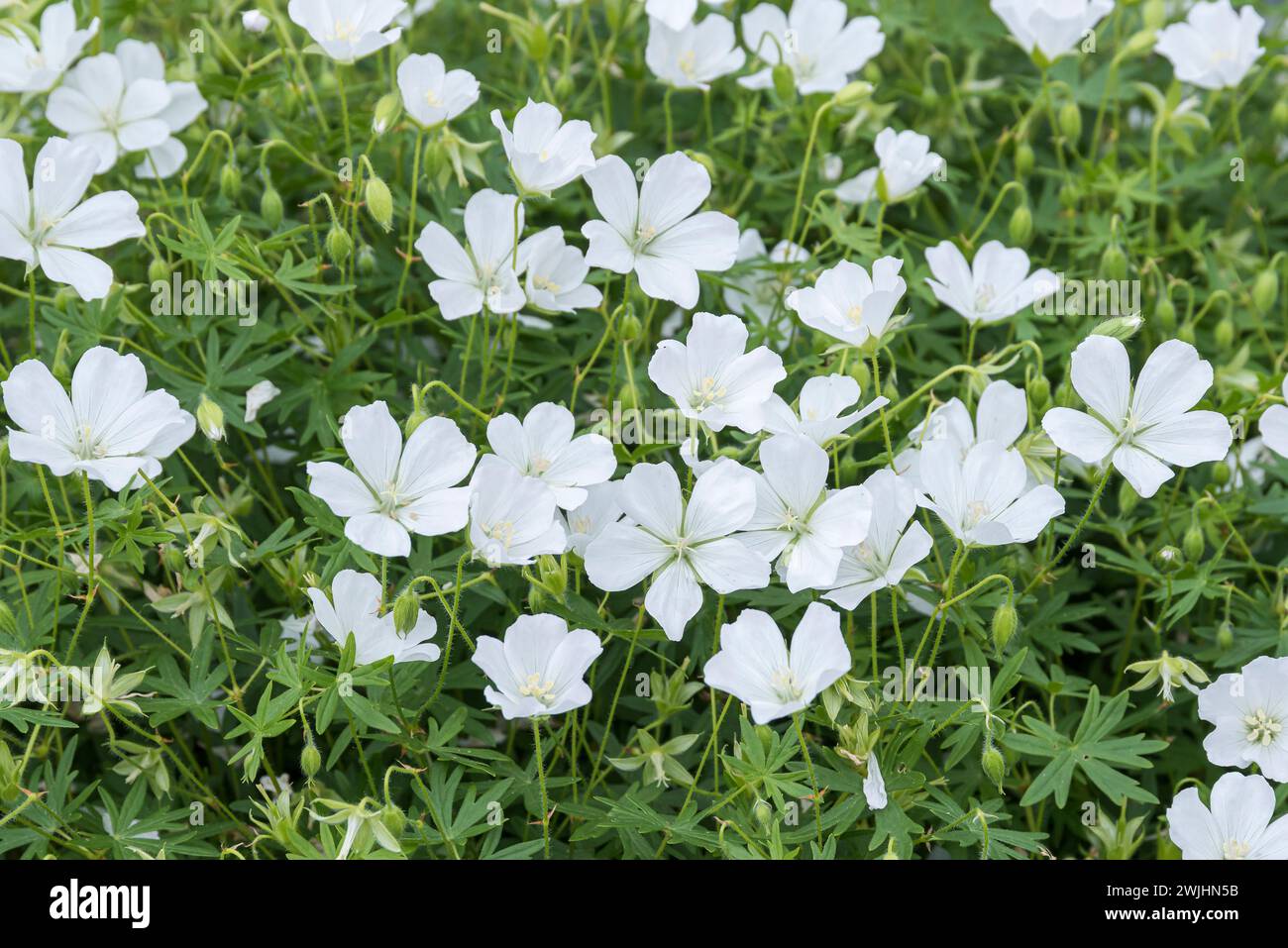 Cranesbill (Geranium sanguineum 'Album') Stock Photo