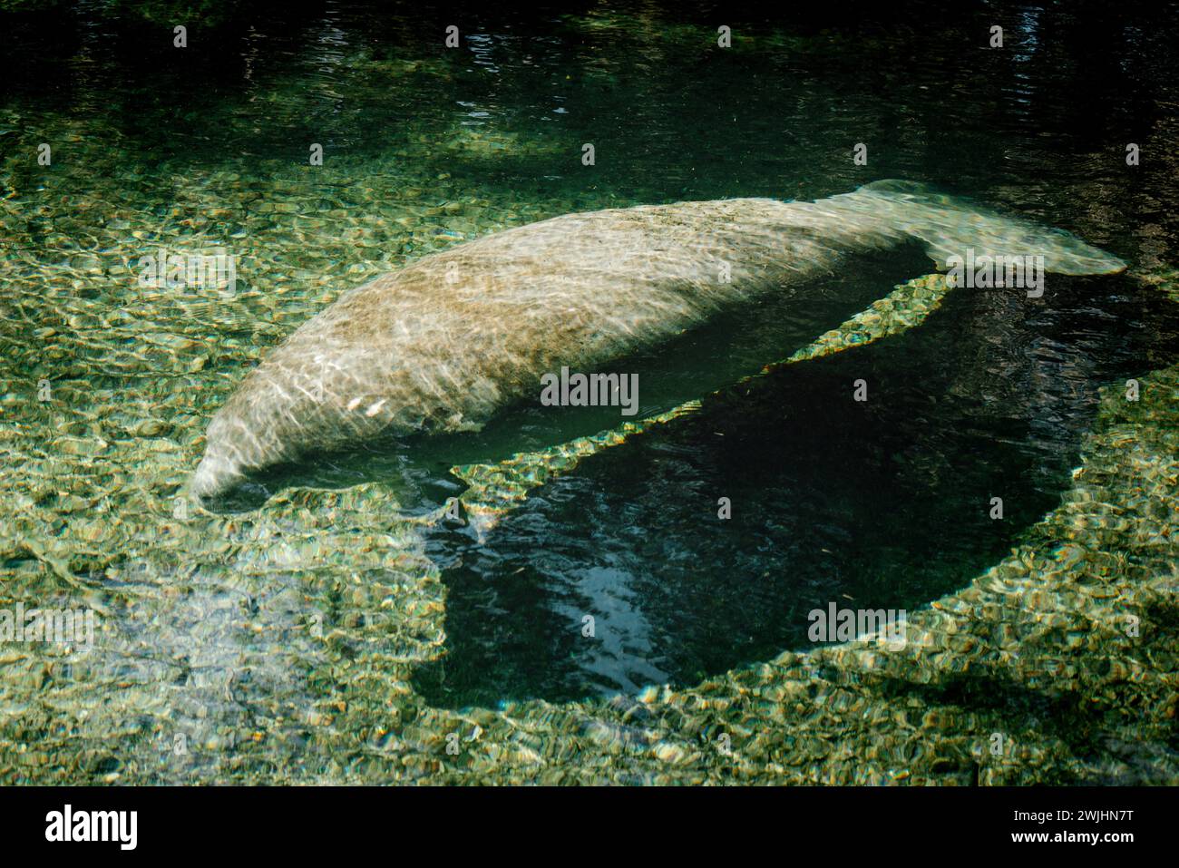 Manatee floating through the water at Blue Springs State Park, Florida