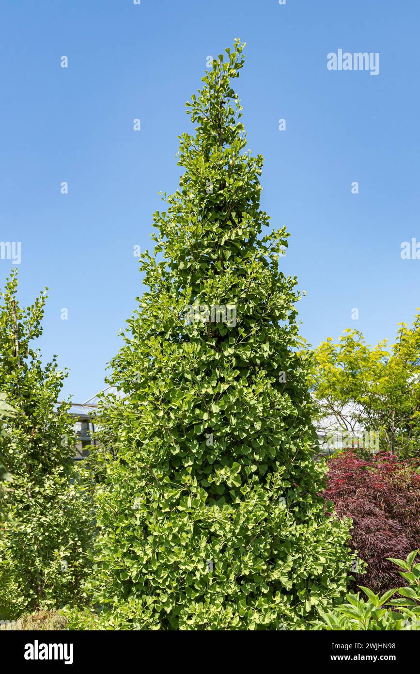 Maidenhair tree (Ginkgo biloba FASTIGIATA BLAGON) Stock Photo