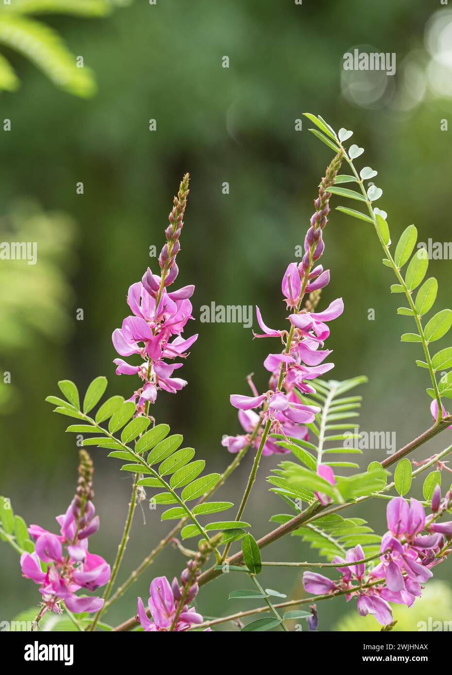Himalayan indigo bush (Indigofera heterantha) Stock Photo