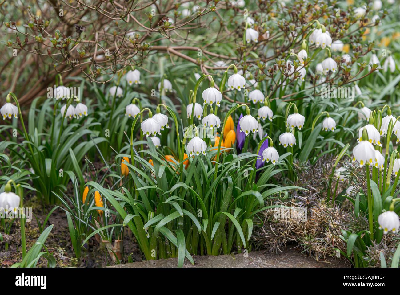 Spring snowflake (Leucojum vernum) Stock Photo