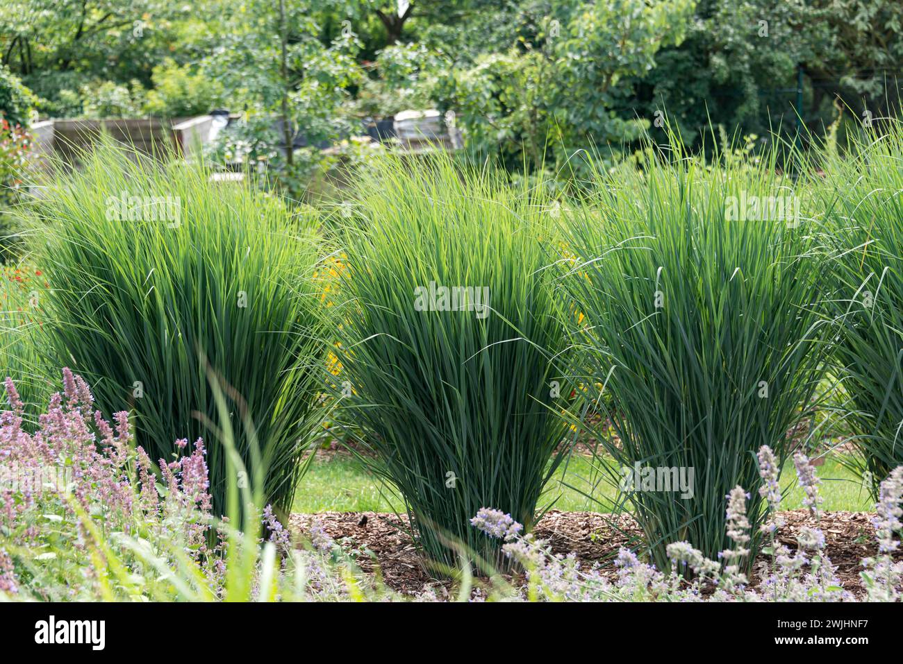 Switchgrass (Panicum virgatum 'Cloud Nine'), (Panicum virgatum ...