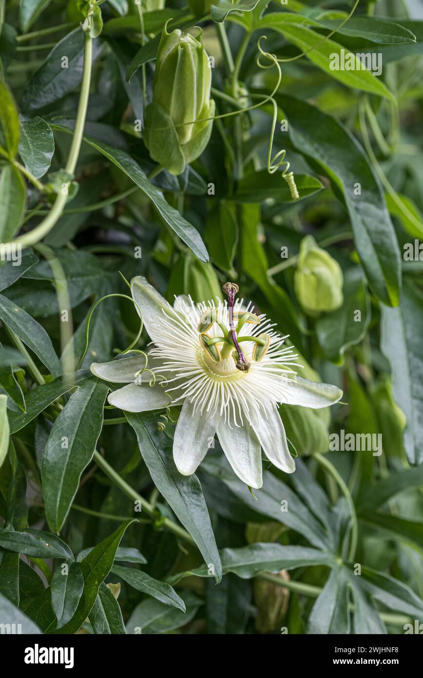 Passion flower (Passiflora caerulea 'Constance Elliott' Stock Photo Alamy