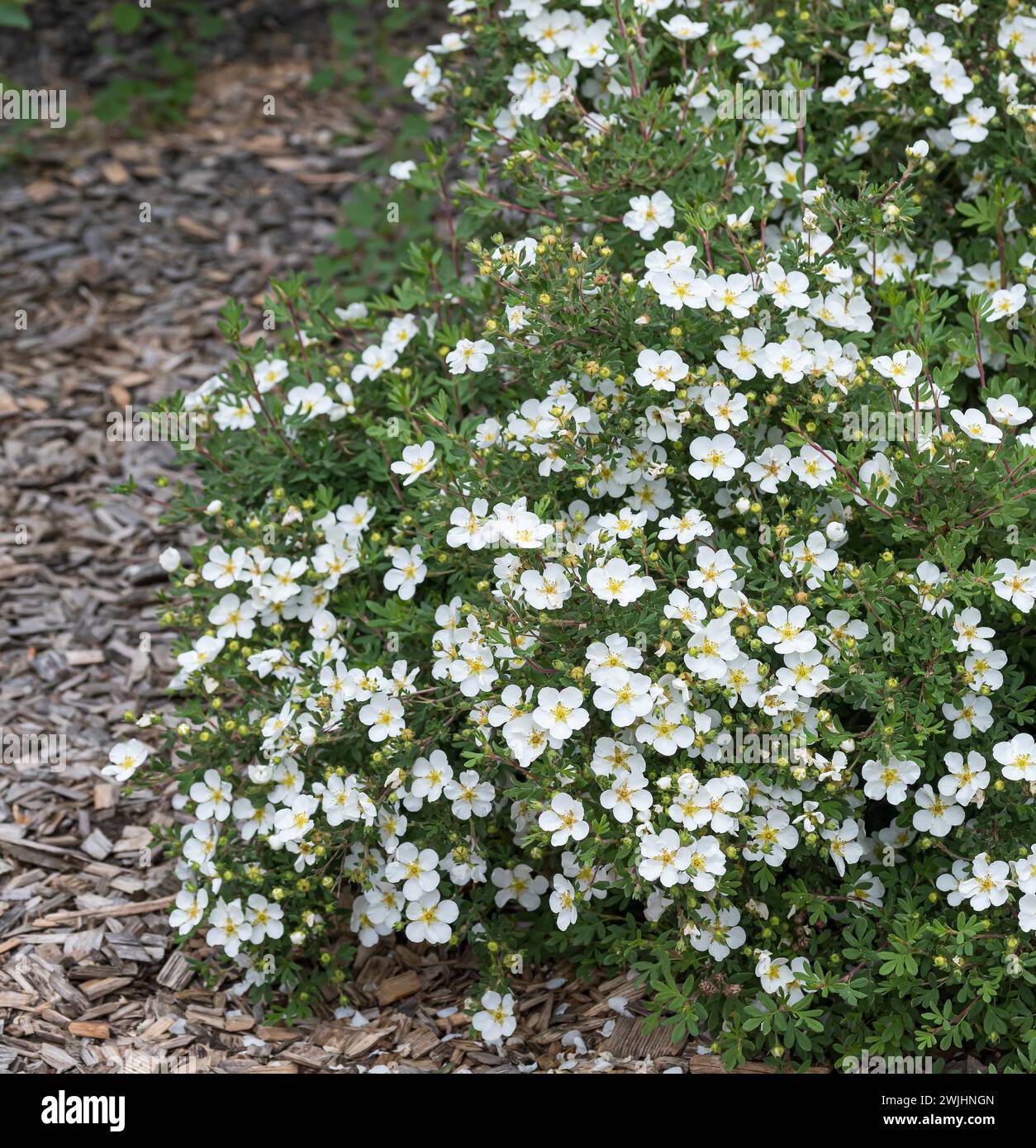Foxglove (Potentilla fruticosa 'Abbotswood' Stock Photo - Alamy