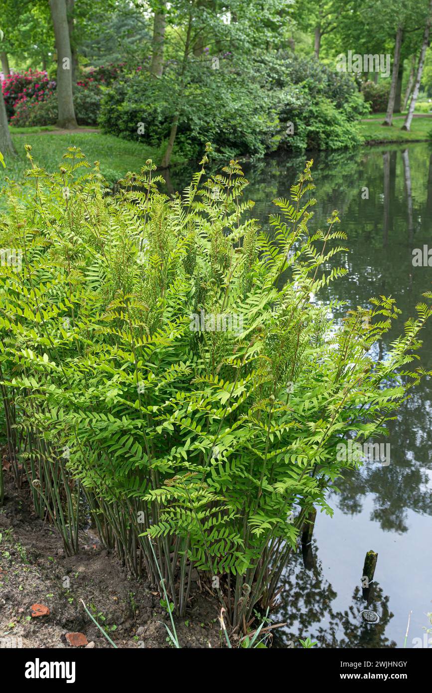 Royal fern (Osmunda regalis) Stock Photo