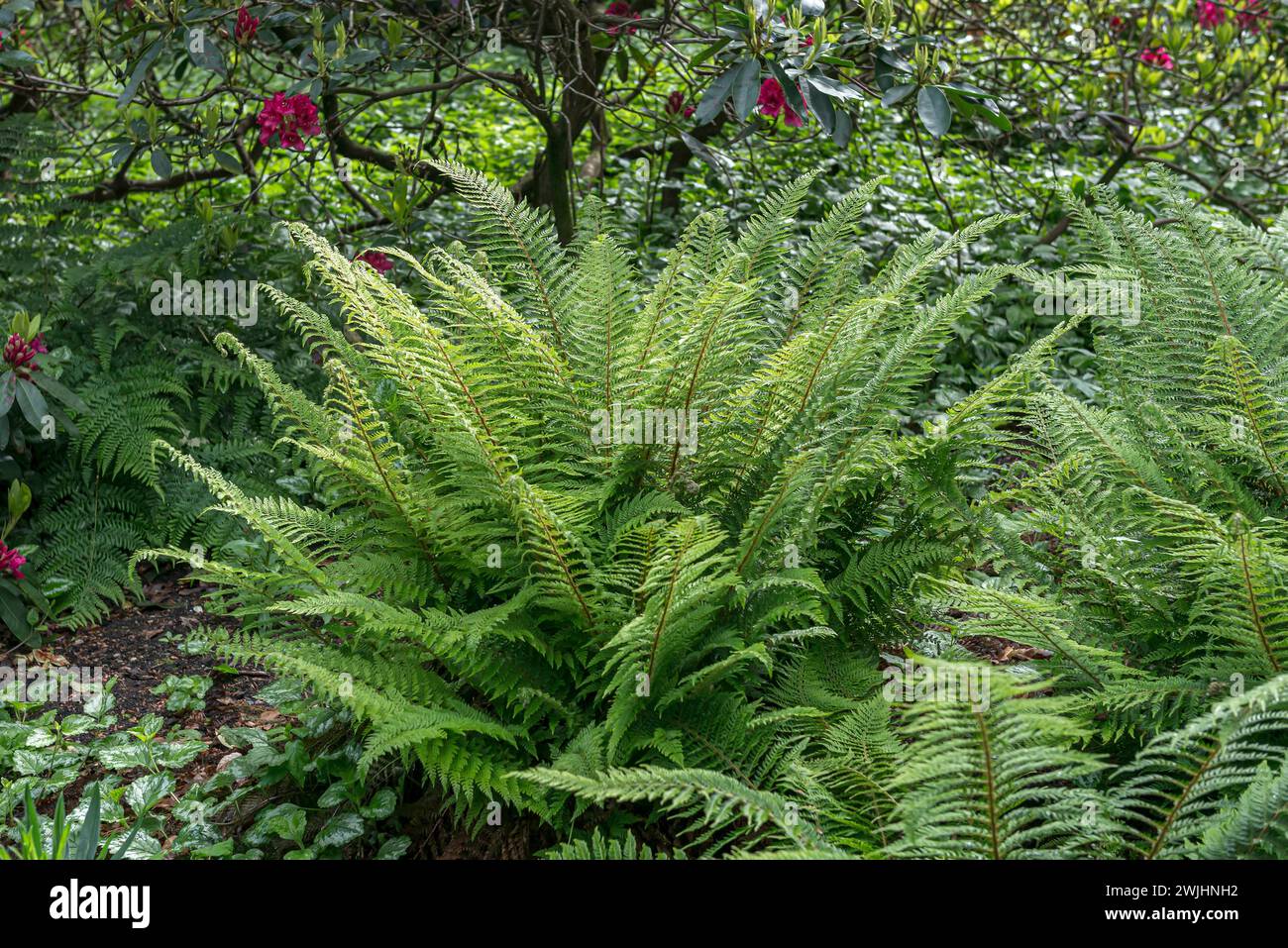 Narrow filigree fern (Polystichum setiferum 'Proliferum') Stock Photo