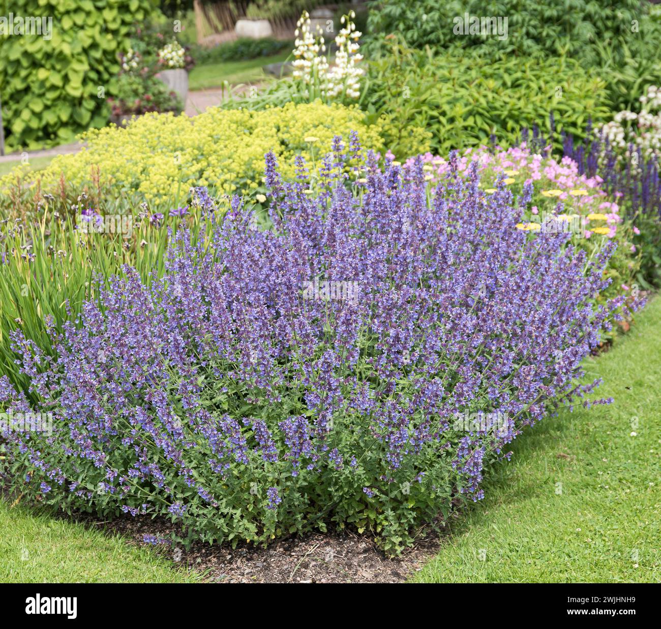 Catmint (Nepeta 'Walker's Low') Stock Photo