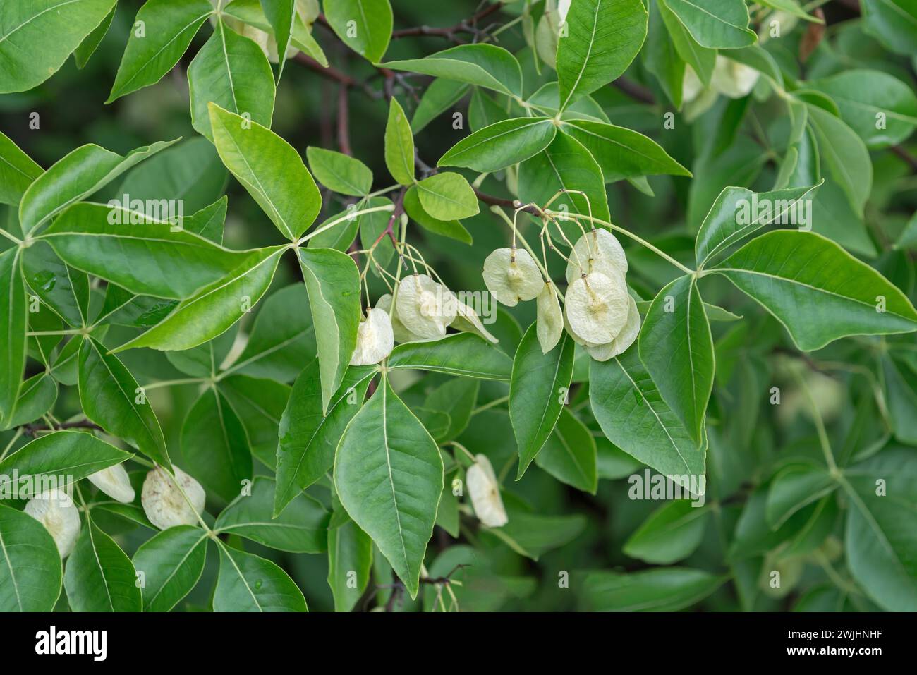 Hop tree (Ptelea trifoliata) Stock Photo