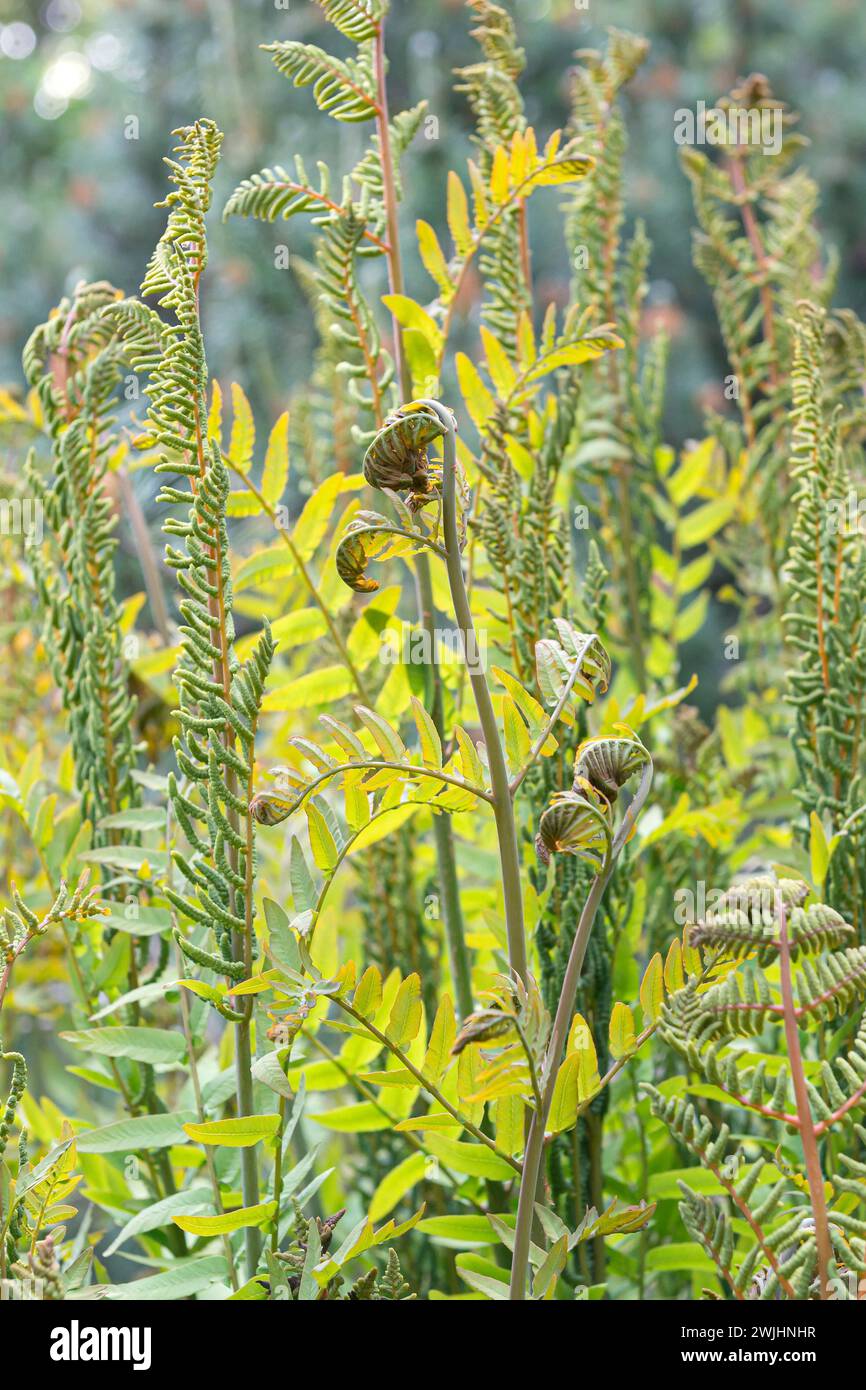 Royal fern (Osmunda regalis) fronds unfurling Stock Photo