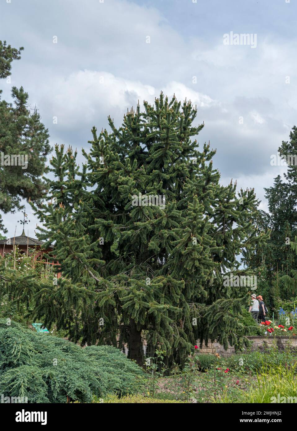 Rocky mountain bristlecone pine (Pinus aristata) Stock Photo