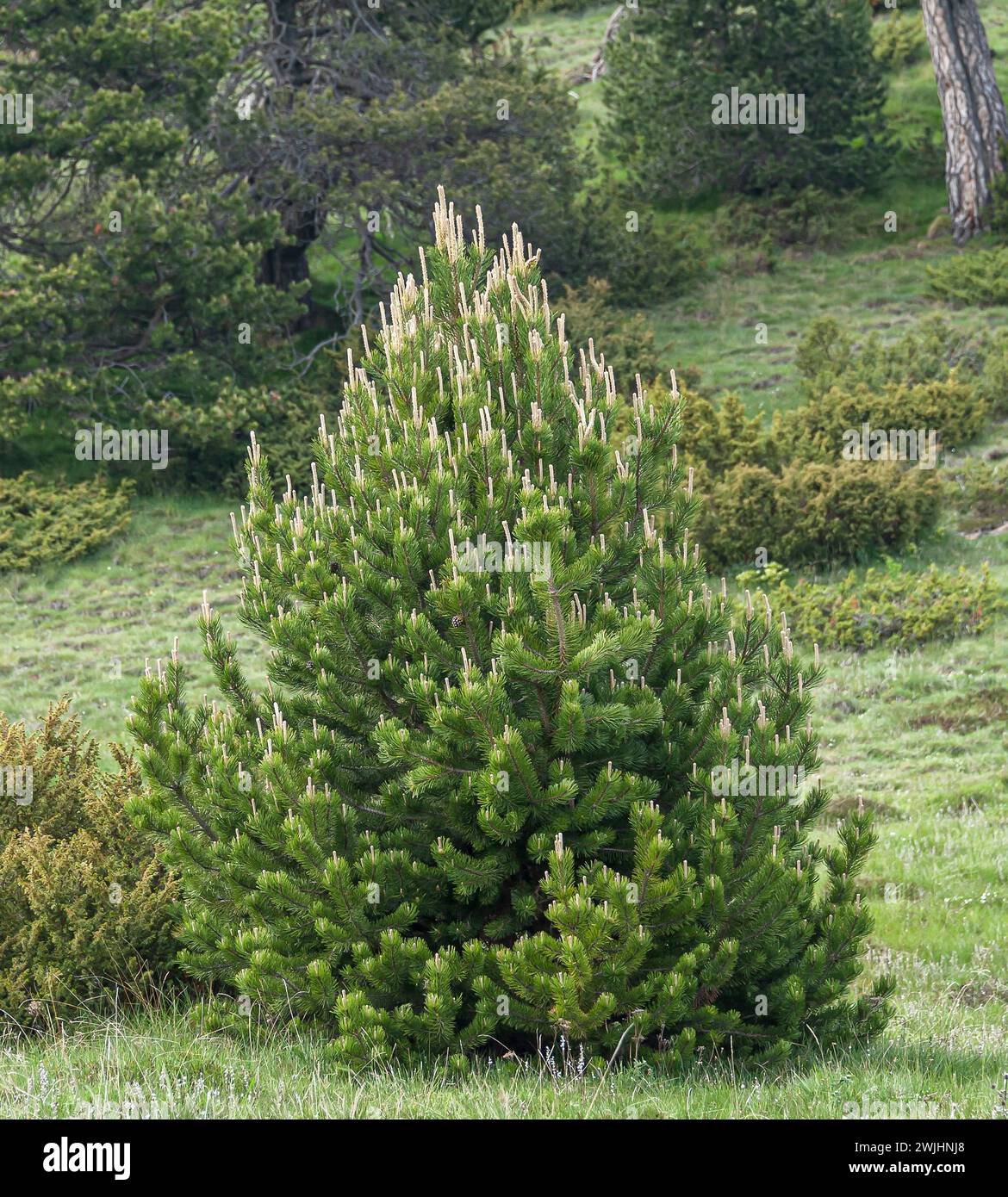 Hook pine (Pinus mugo subsp. uncinata), juniper (Juniperus communis) Stock Photo