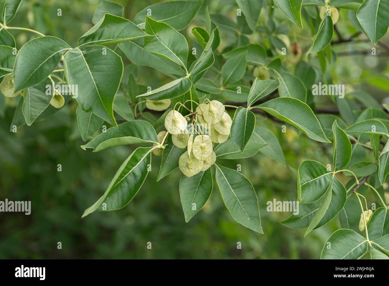 Hop tree (Ptelea trifoliata) Stock Photo