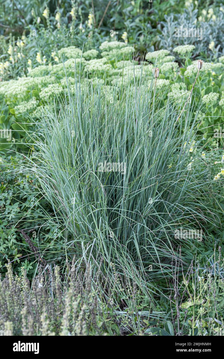 Blue prairie grass (Schizachyrium scoparium 'Prairie Blues') Stock Photo