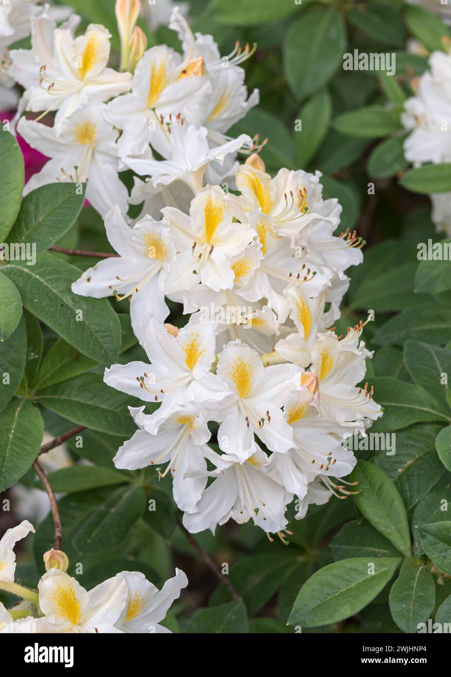 Knaphill azalea (Rhododendron 'Persil') Stock Photo