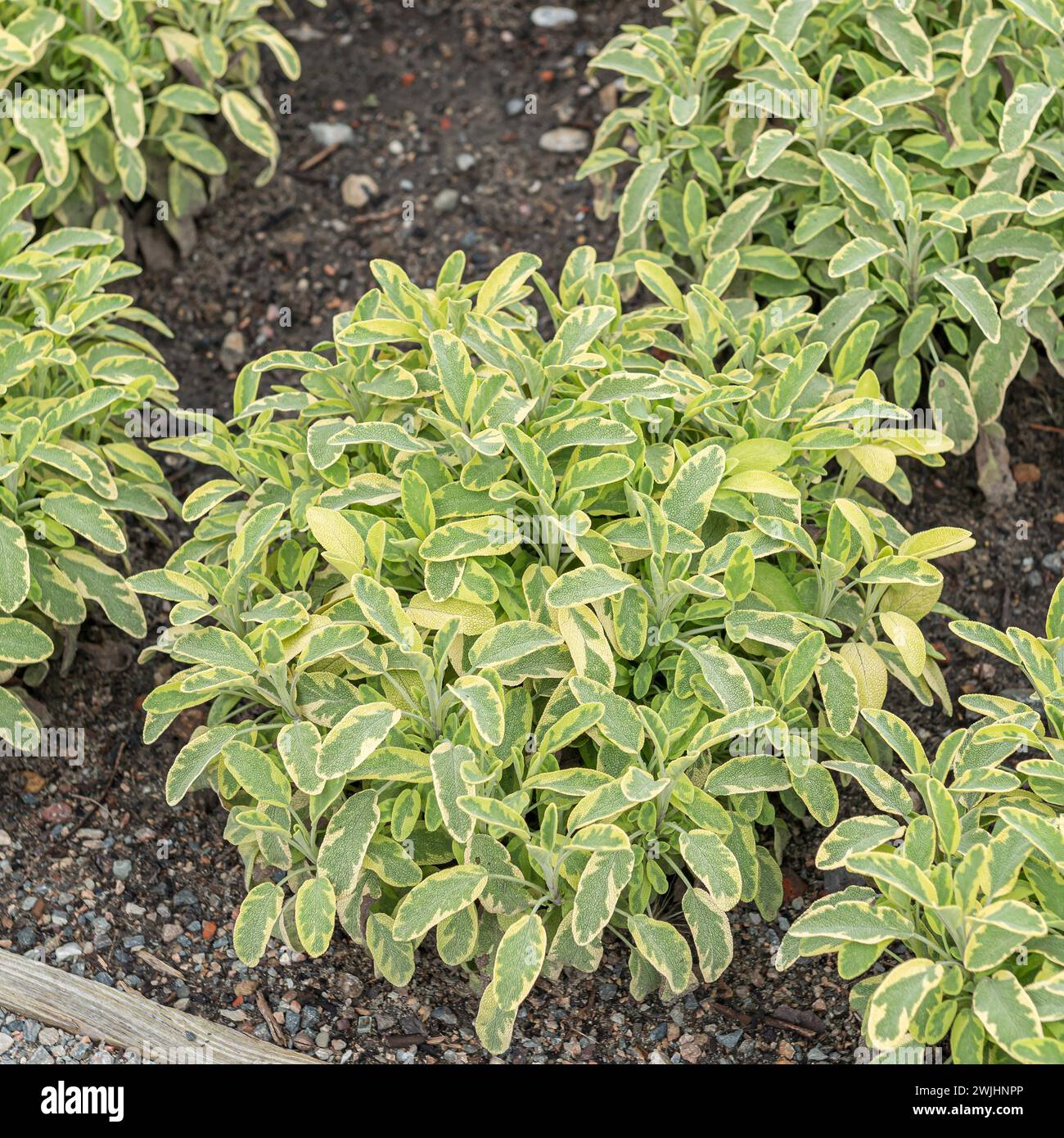 Sage (Salvia officinalis 'Icterina' Stock Photo - Alamy