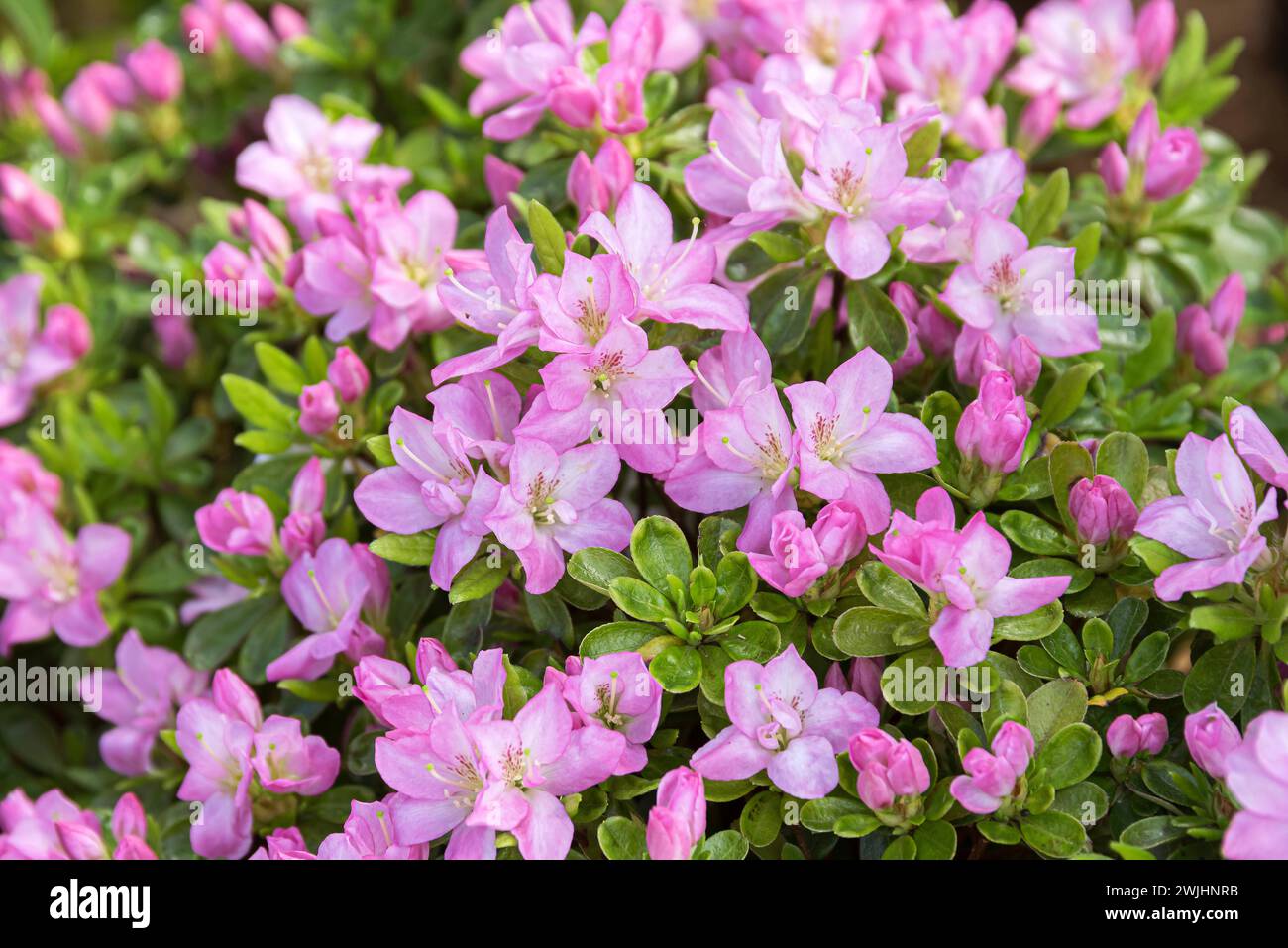 Japanese azalea (Rhododendron 'Neglige') Stock Photo