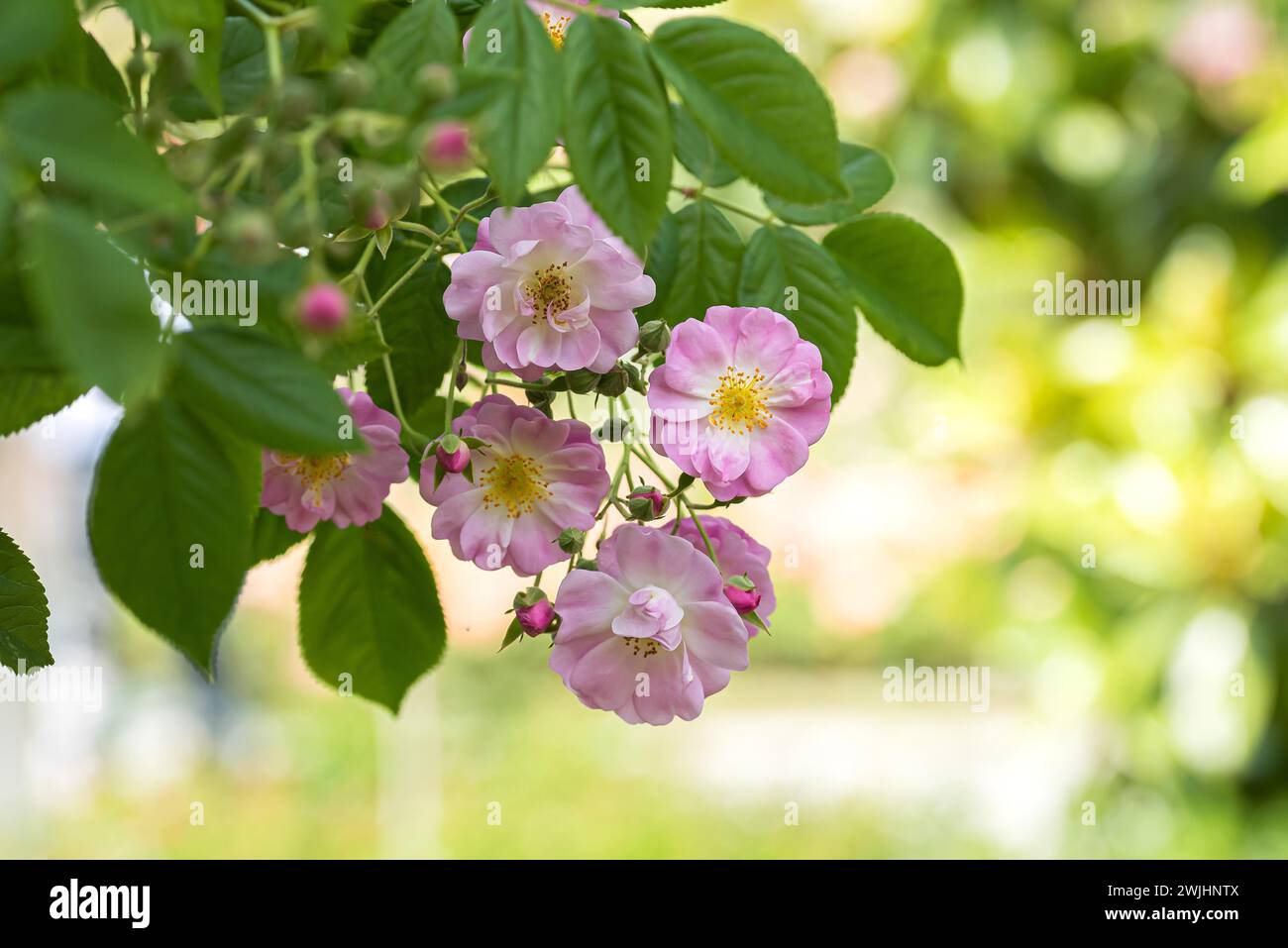 Rose apple plant hi-res stock photography and images - Alamy