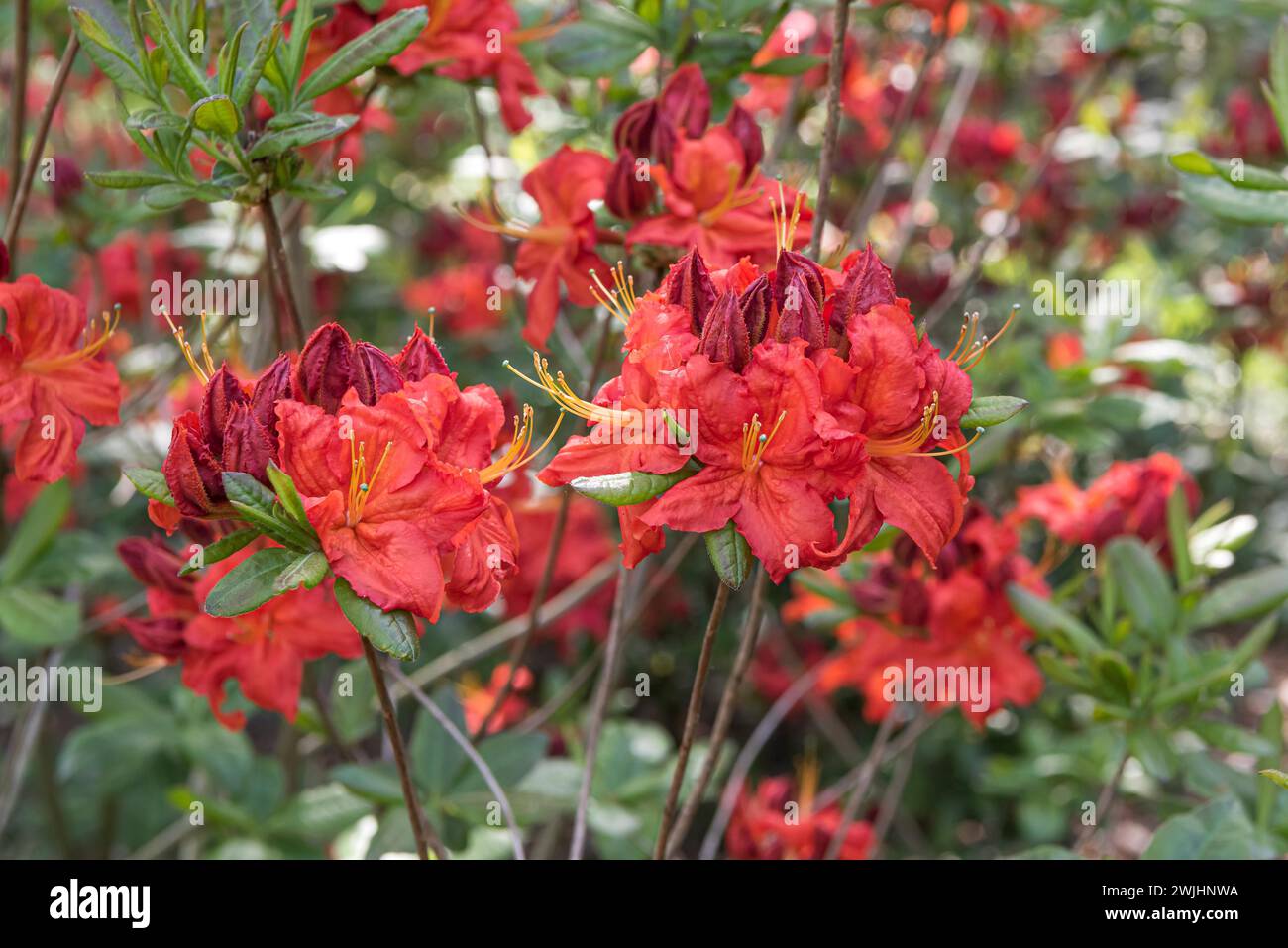 Knaphill azalea (Rhododendron 'Royal Command') Stock Photo