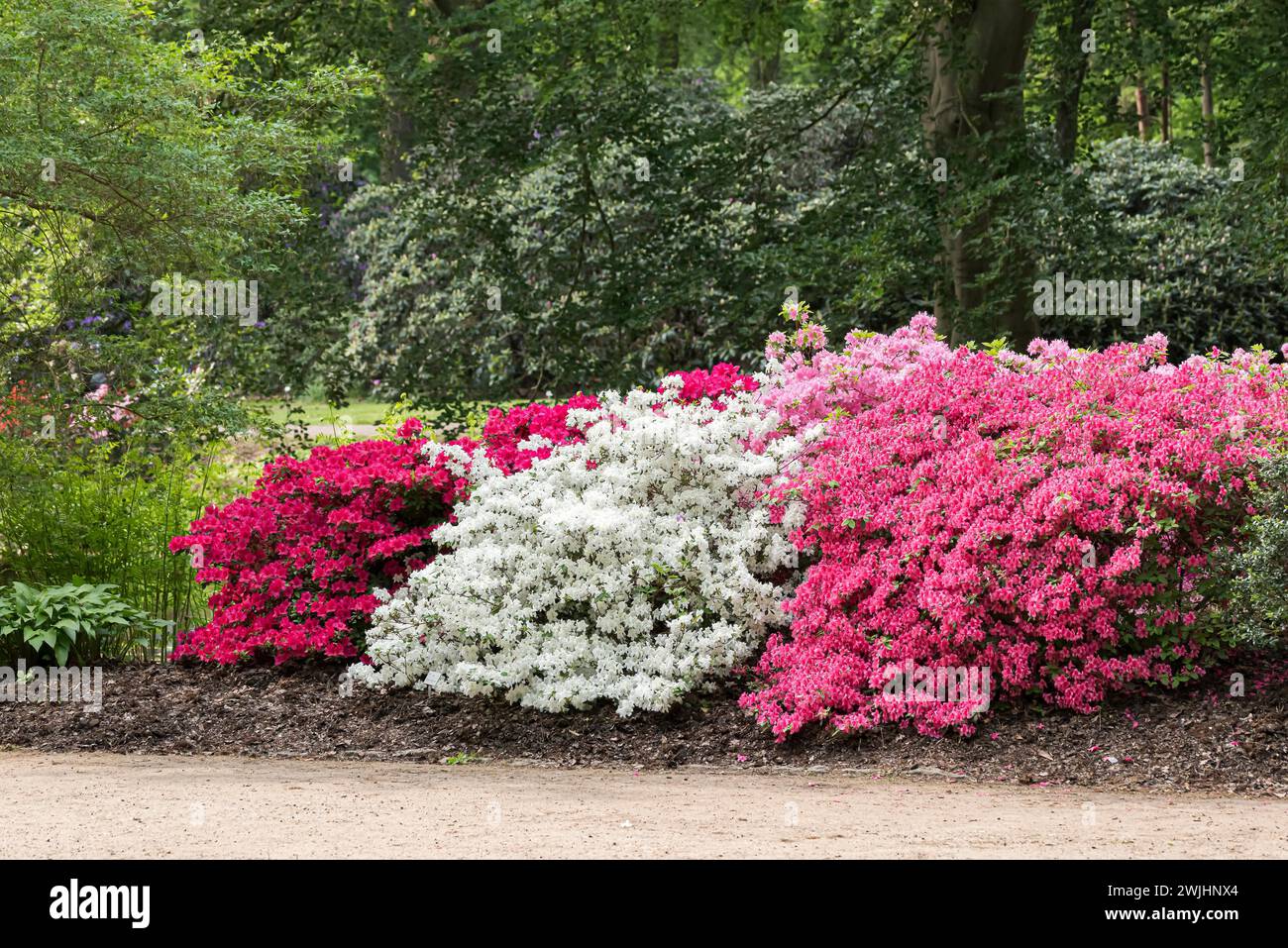 Japanese azalea (Rhododendron 'Schneeglanz'), Rhododendron obtusum ...