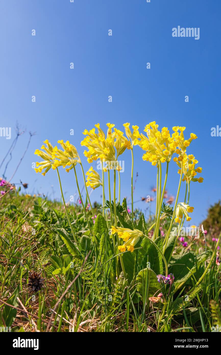Beautiful blooming cowslip (Primula veris) on a meadow at a sunny spring day Stock Photo