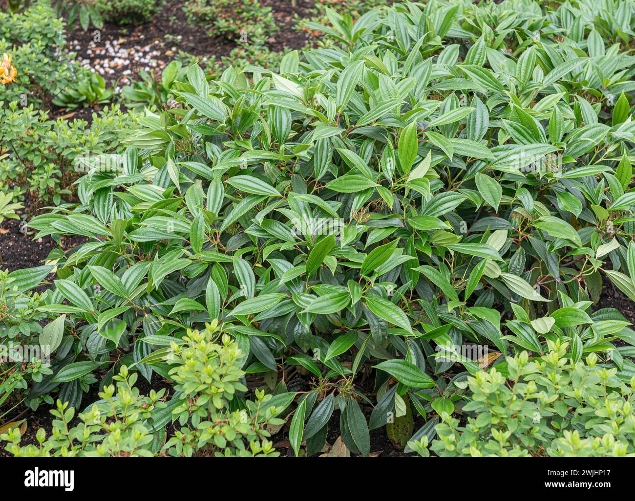 Evergreen carpet snowball (Viburnum davidii Stock Photo Alamy