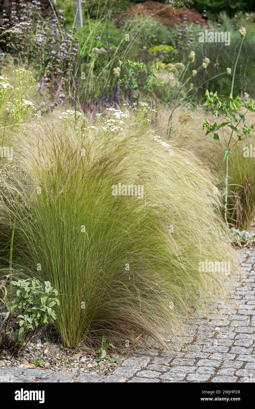 Feather grass (Stipa tenuissima 'Ponytails') Stock Photo