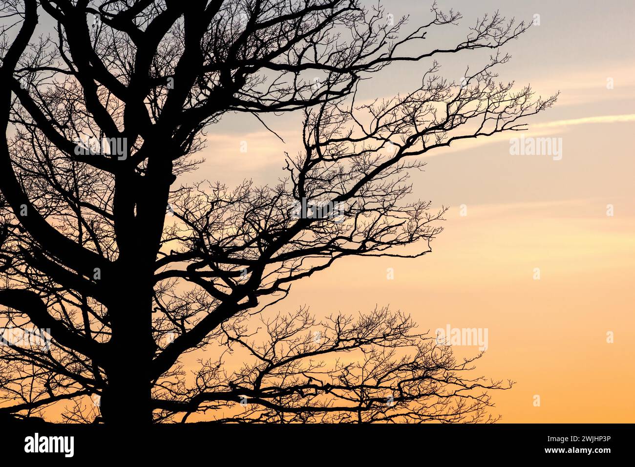 Tree branches on a leafless tree in silhouette at sunset Stock Photo