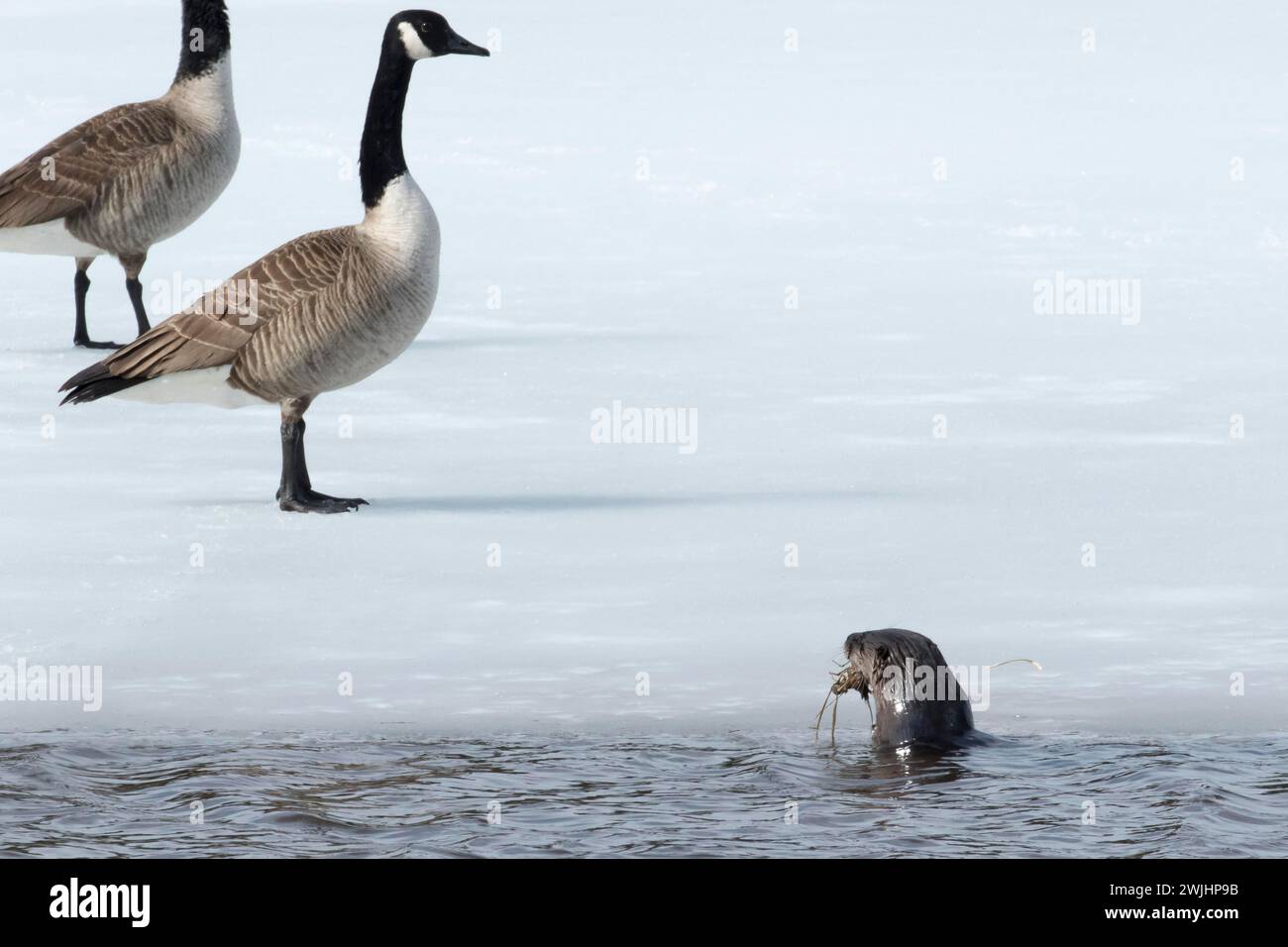 Otter lake quebec hi-res stock photography and images - Alamy
