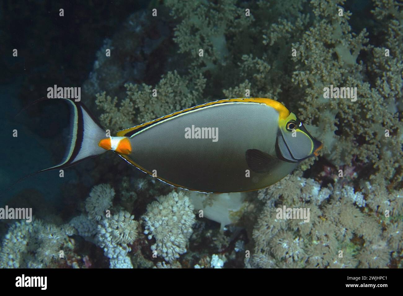 Indian yellow blade nose doctor (Naso elegans), dive site House Reef, Mangrove Bay, El Quesir, Red Sea, Egypt Stock Photo
